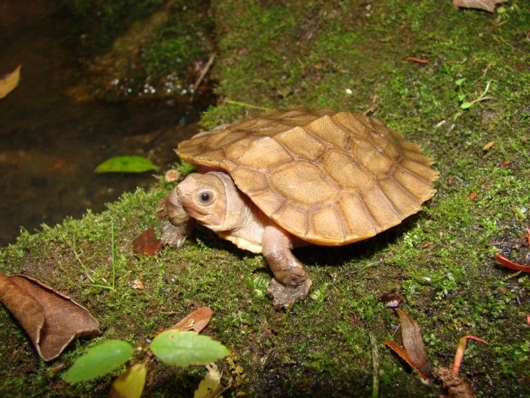 11 Turtle Habitat Design Ideas That Will Make You Rethink Space