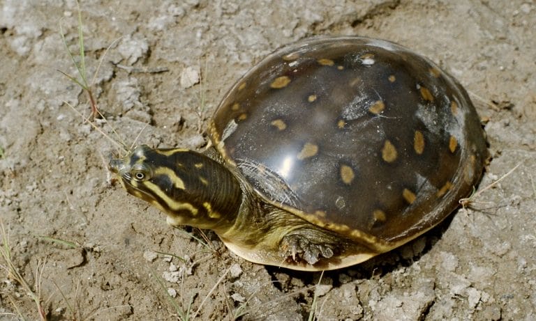 Lissemys punctata (Indian Flapshell Turtle)