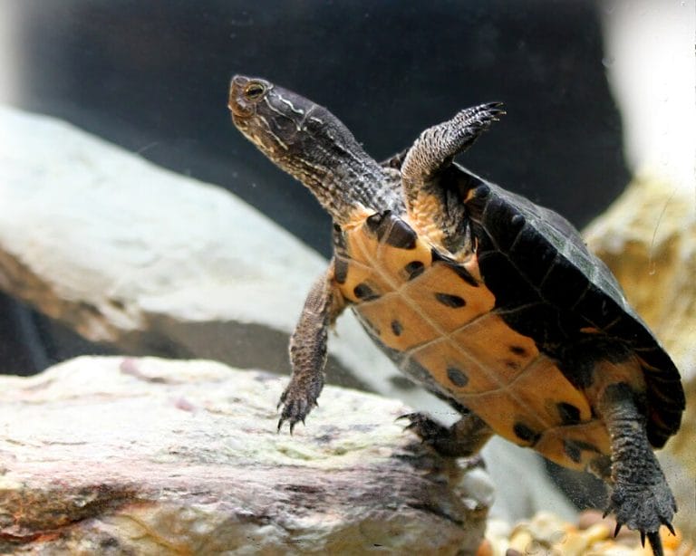 Mauremys nigricans (Red-necked pond turtle)
