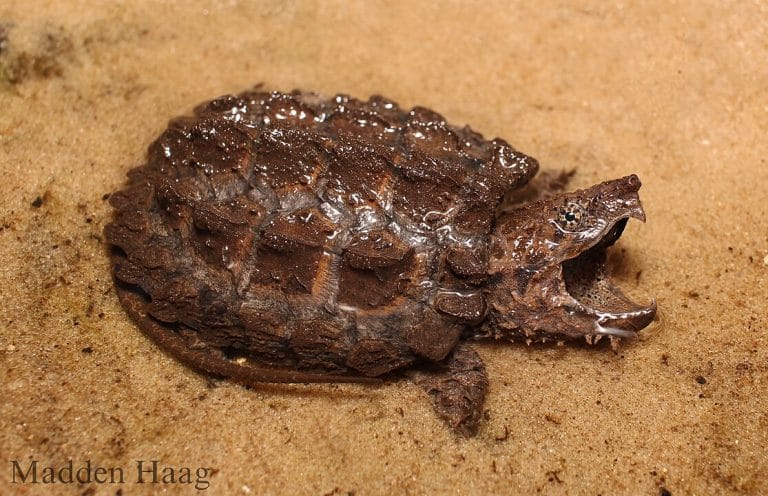 Macrochelys suwanniensis (Suwannee Alligator Snapping Turtle)