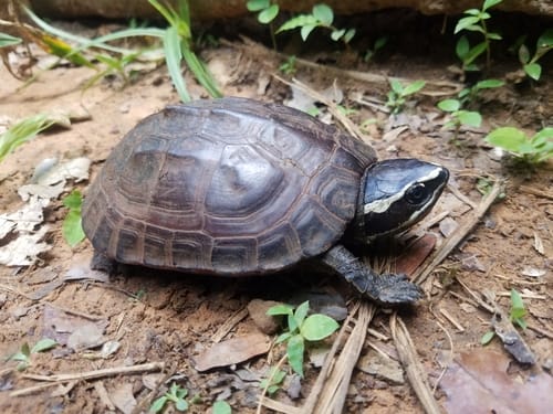 Malayemys khoratensis (Khorat snail-eating turtle)