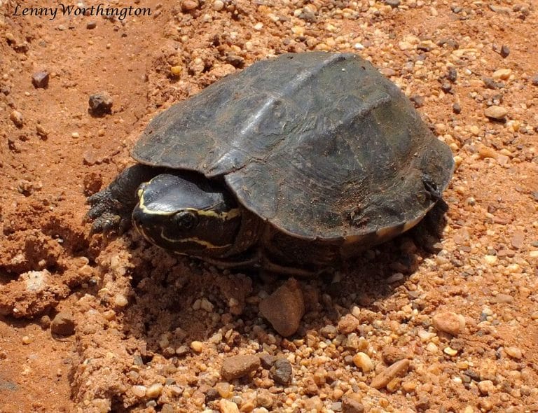 Malayemys macrocephala (Malayan snail-eating turtle)