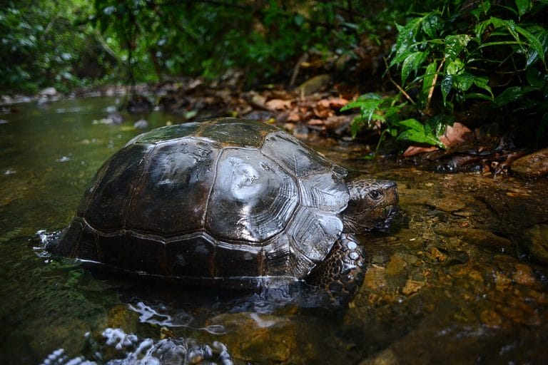 Manouria emys (Asian forest tortoise)