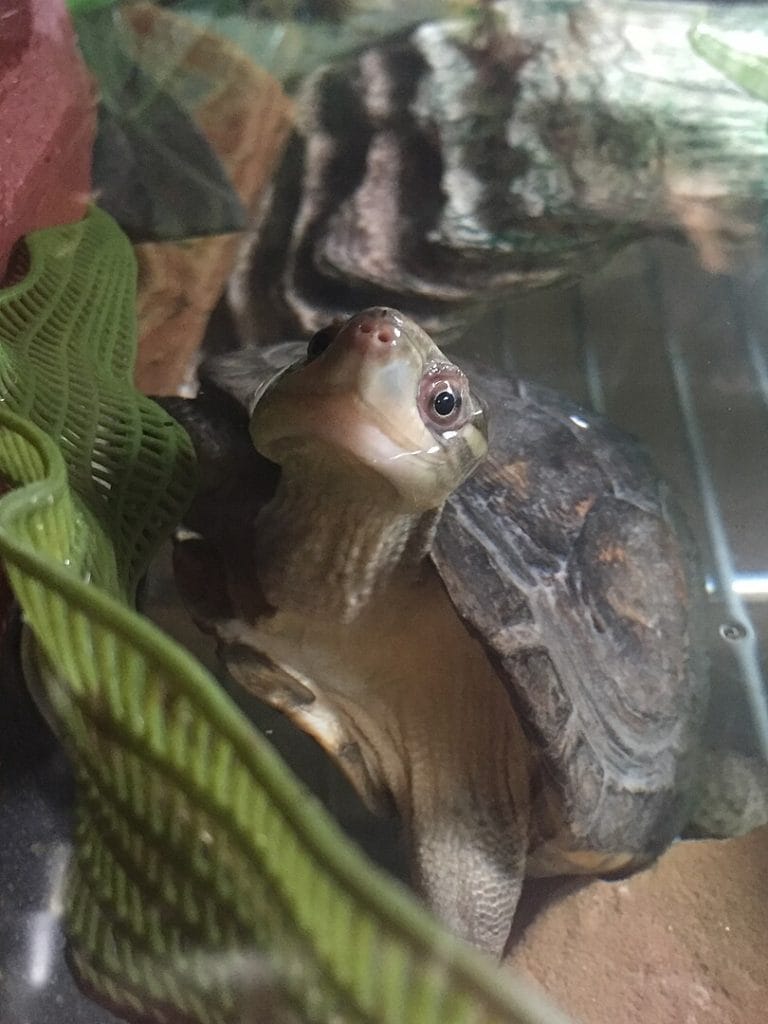 Mauremys mutica (yellow pond turtle)