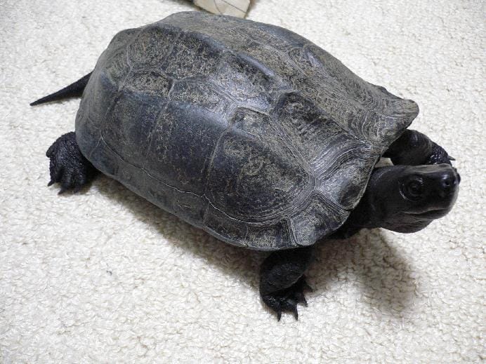 Mauremys reevesii (Chinese pond turtle)