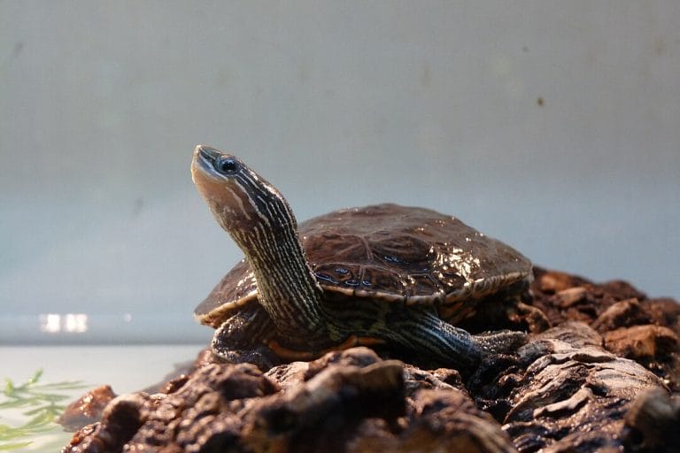 Mauremys rivulata (Balkan pond turtle)
