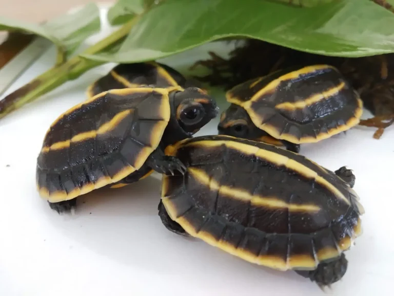 Melanochelys tricarinata (tricarinate hill turtle)