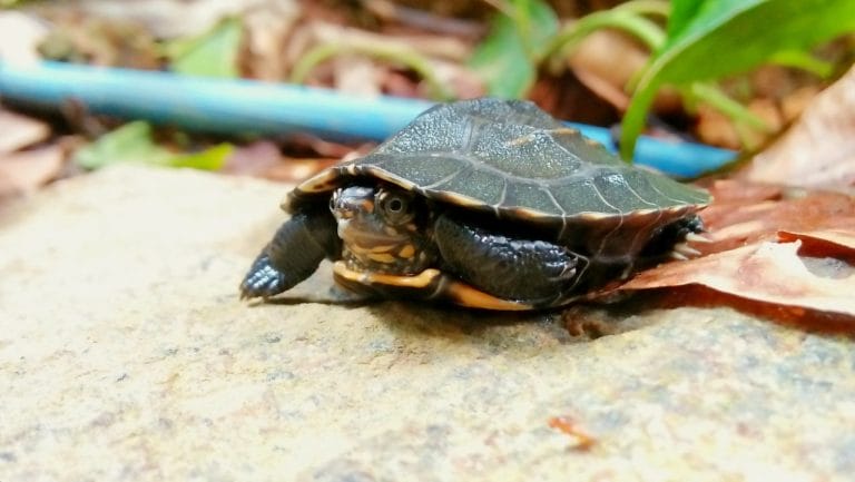 Melanochelys trijuga (Indian Black Turtle)