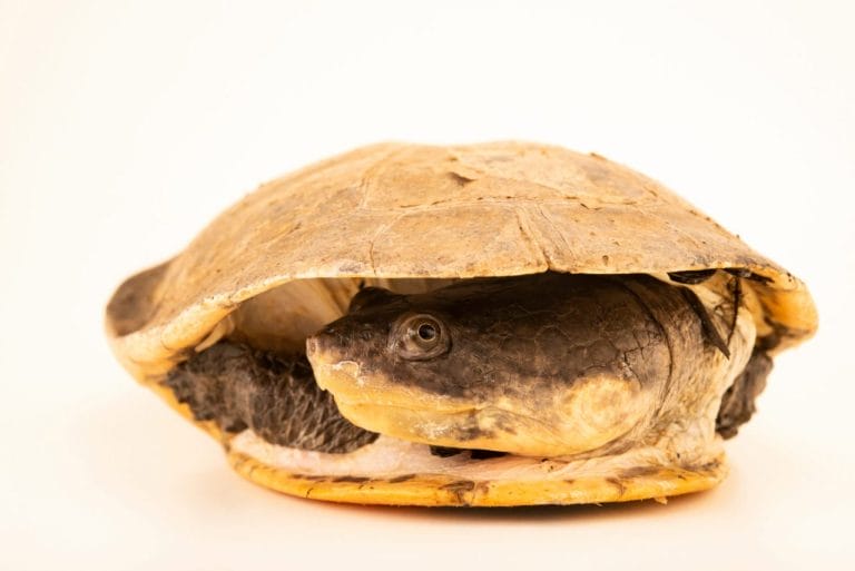 Mesoclemmys zuliae (Zulia toad-headed turtle)