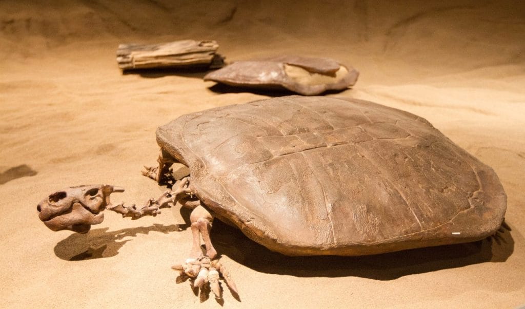 Basilemys, a heavily armored land turtle from the late Cretaceous