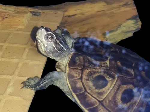 Morenia ocellata (Burmese Eyed turtle)