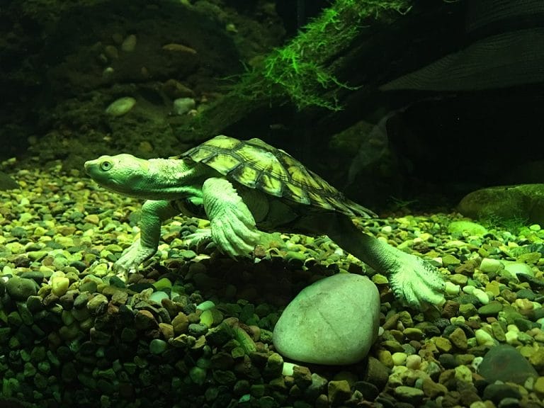 Myuchelys georgesi (Bellinger River Snapping Turtle)