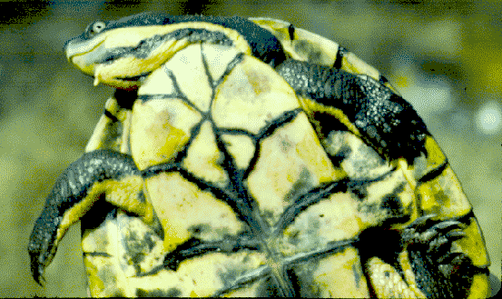 Myuchelys purvisi (Manning River snapping turtle)
