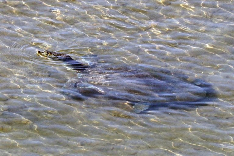 Nilssonia gangetica (Ganges Softshell Turtle)