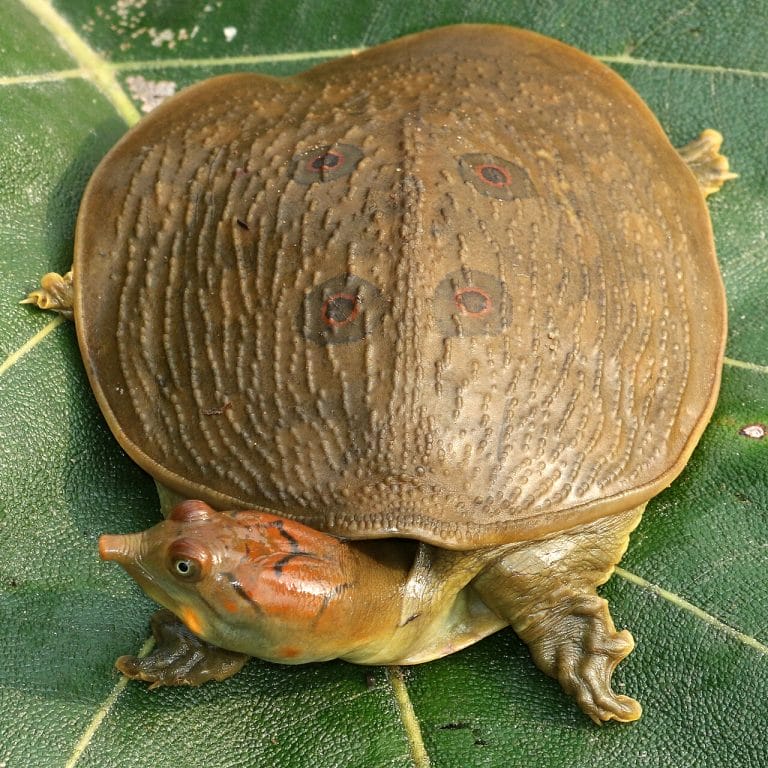 Nilssonia leithii (Leith’s Softshell Turtle)