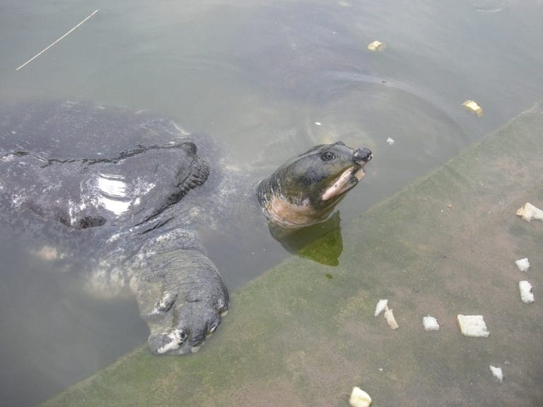Nilssonia nigricans (Black Softshell Turtle)