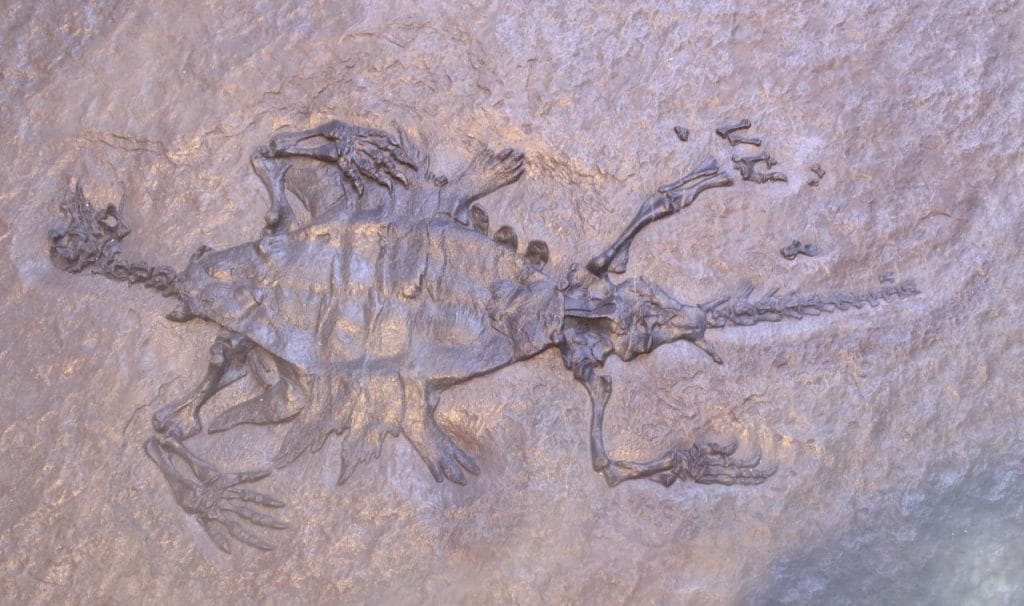 Odontochelys, an early turtle with teeth instead of a beak