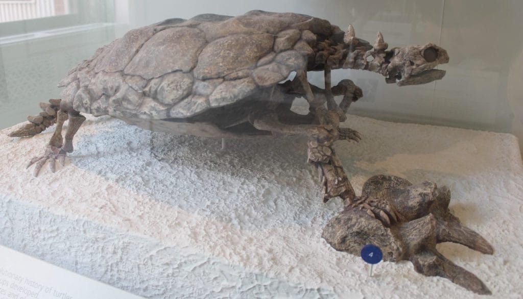 Proganochelys, a Triassic turtle covered in defensive spikes