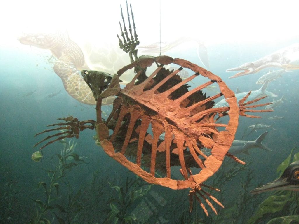 Protostega, a Cretaceous sea turtle with a lightweight shell