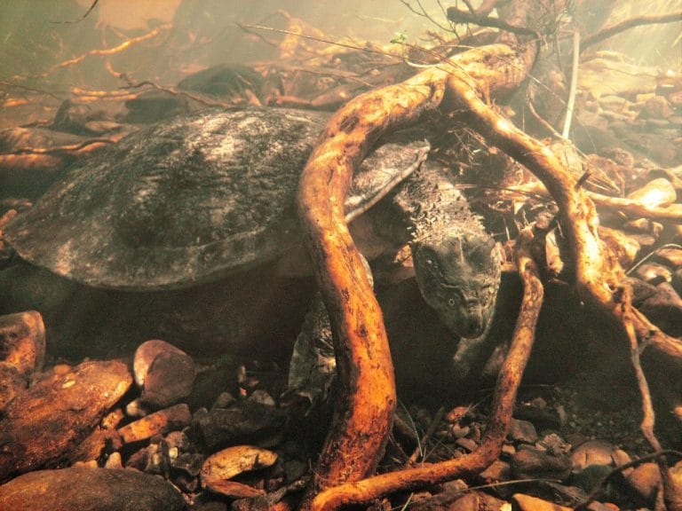 Rheodytes leukops (Fitzroy River Turtle)