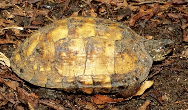 Rhinoclemmys annulata (Brown wood turtle)