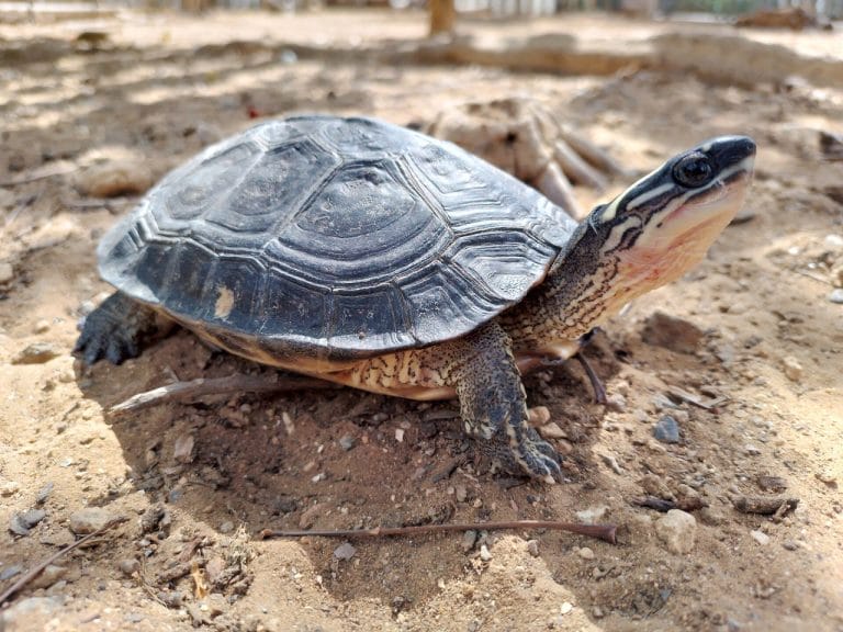 Rhinoclemmys diademata (Maracaibo wood turtle)