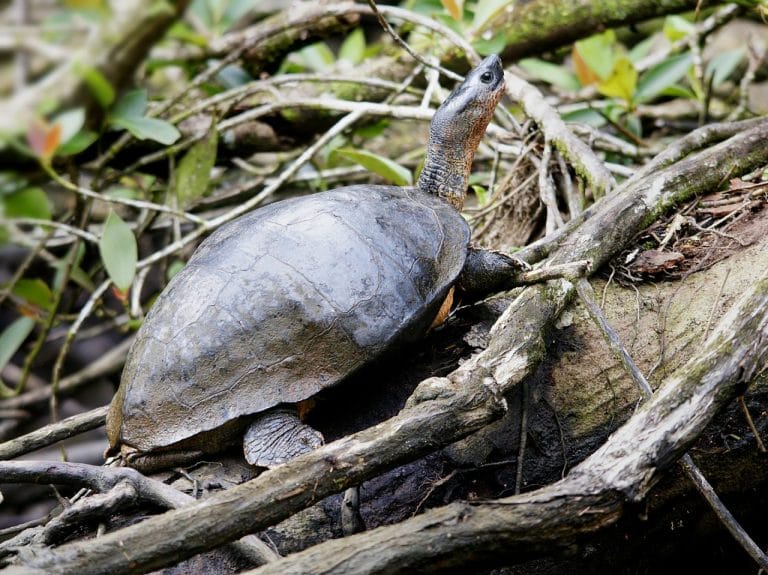 Rhinoclemmys funerea (Black Wood Turtle)