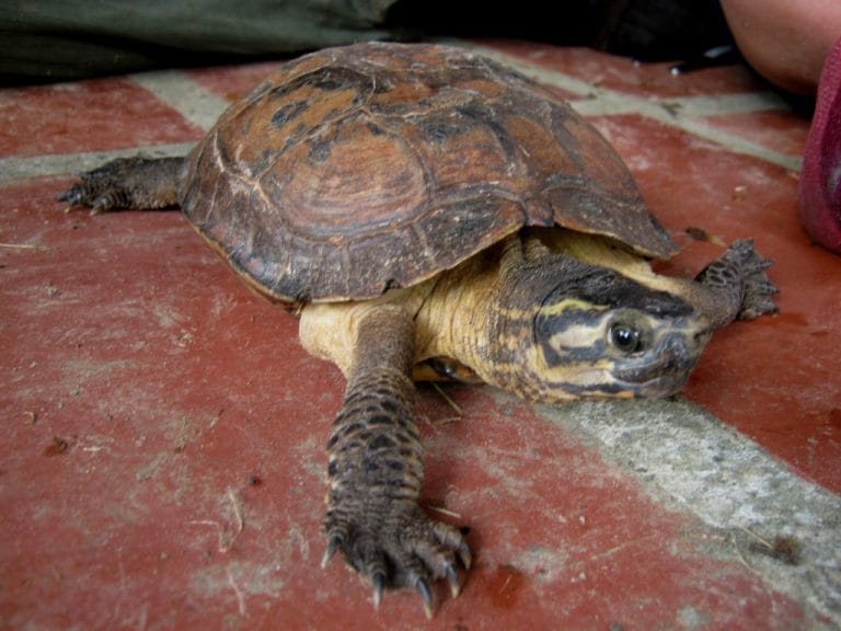 Rhinoclemmys nasuta (Large-nosed Wood Turtle)