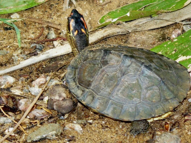 Rhinoclemmys punctularia (Spot-legged Wood Turtle)