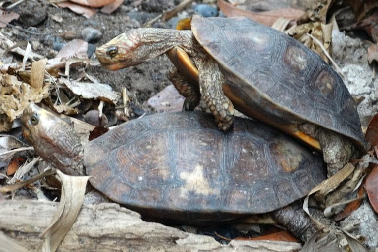 Rhinoclemmys rubida (Mexican Spotted Wood Turtle)