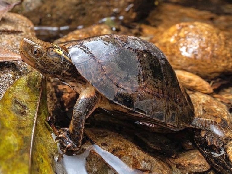 Sacalia bealei (Beal’s Eyed Turtle)