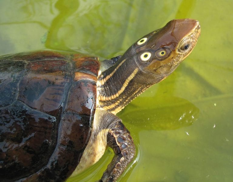 Sacalia quadriocellata (Four-eyed Turtle)