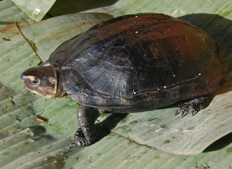 Siebenrockiella crassicollis (Black marsh turtle)
