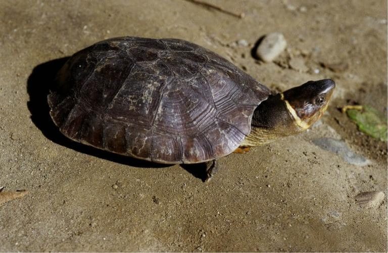 Siebenrockiella leytensis (Philippine forest turtle)
