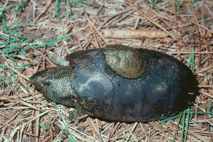 Sternotherus depressus (Flattened Musk Turtle)