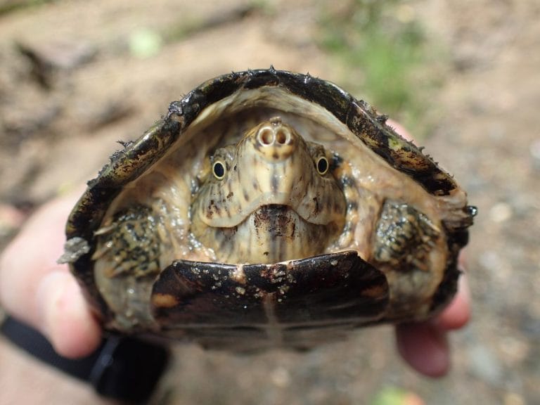 Sternotherus peltifer (Stripeneck musk turtle)