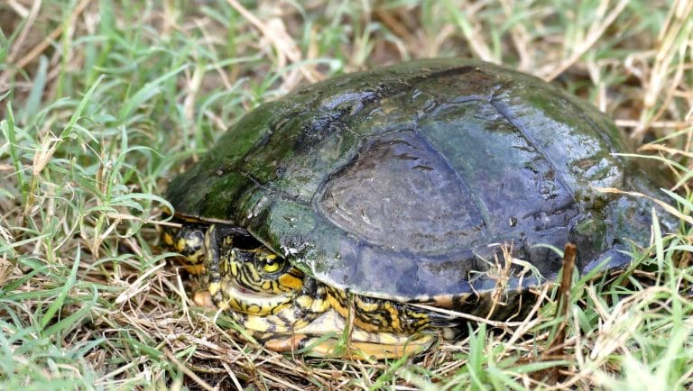 Trachemys adiutrix (Maranhão slider)