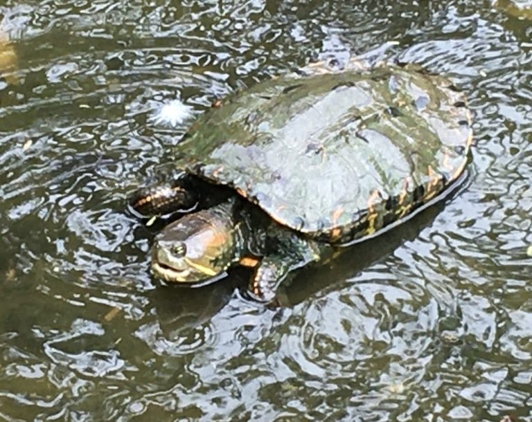 Trachemys callirostris (Colombian Slider)
