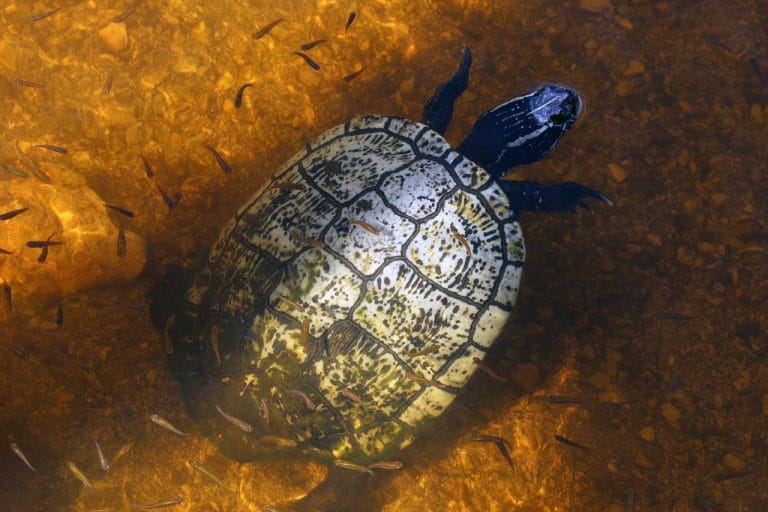 Trachemys decussata (Cuban Slider)