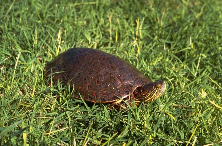 Trachemys gaigeae (Big Bend Slider)