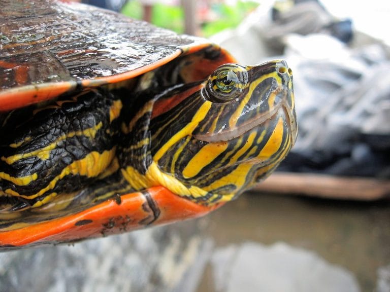 Trachemys medemi (Atrato slider)