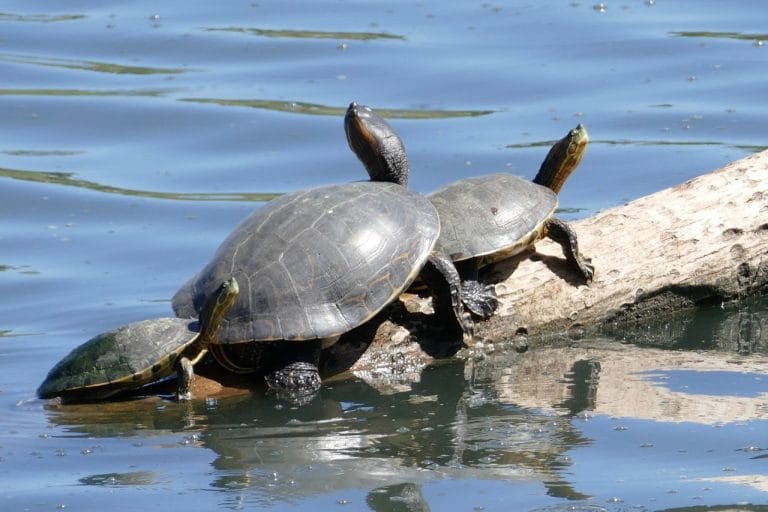 Trachemys nebulosa (Baja California slider)
