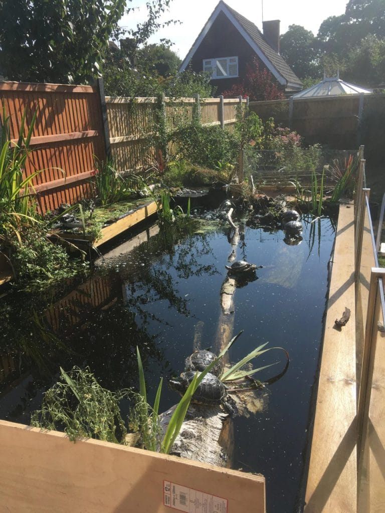 Outdoor turtle pond with wooden fencing, aquatic plants, and a basking ramp