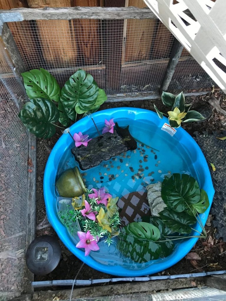 Outdoor turtle pond made from a blue kiddie pool with floating tropical plants