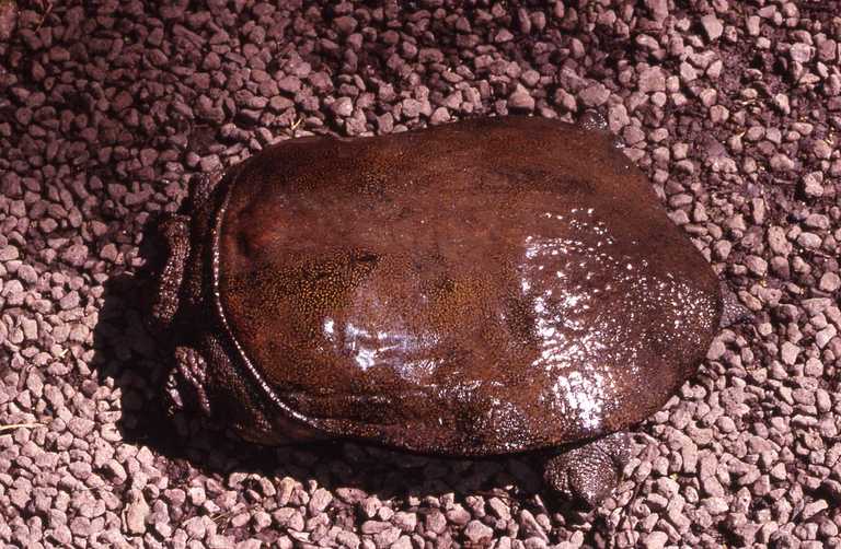 Palea steindachner (Wattle-necked softshell turtle)