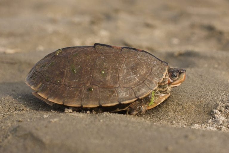 Pangshura smithii (Brown roofed turtle)