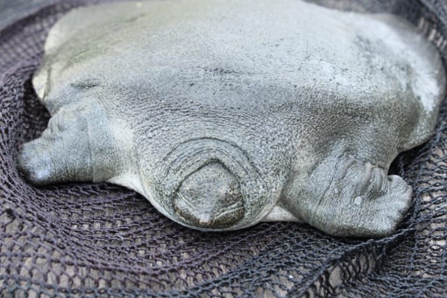 Pelochelys signifera (Variegated Giant Softshell Turtle)