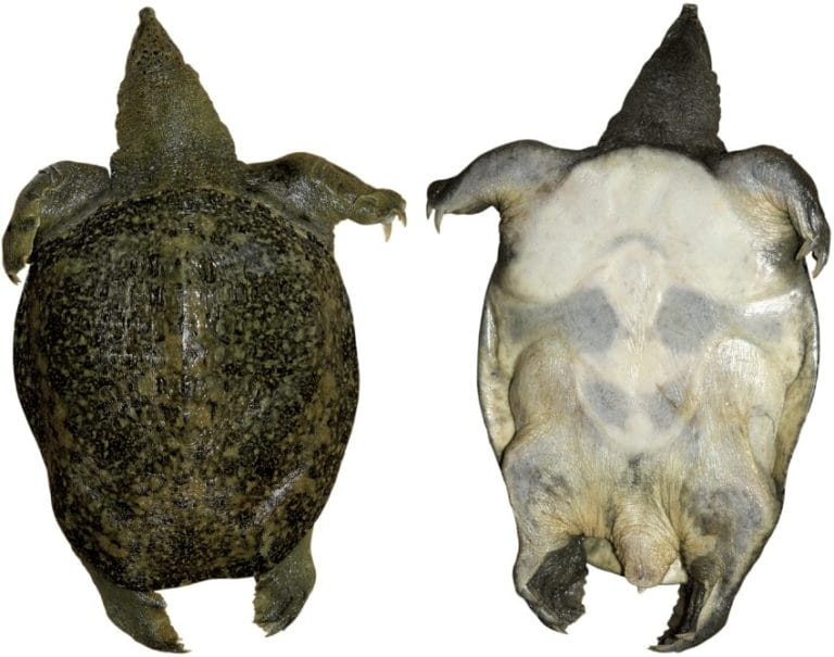 Pelodiscus shipian (stone slab soft-shelled turtle)