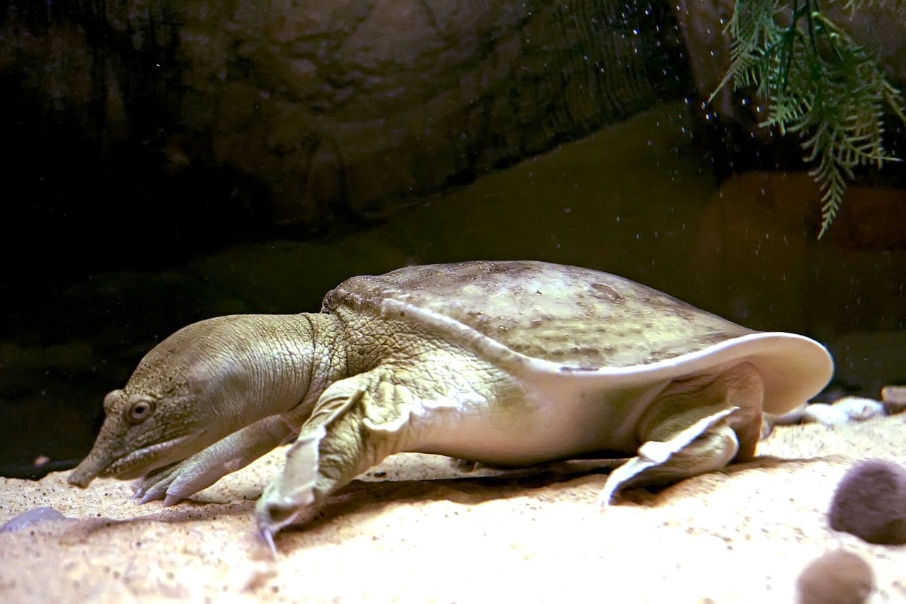Chinese softshell turtle (Pelodiscus sinensis), the most commonly farmed and eaten softshell species in the world