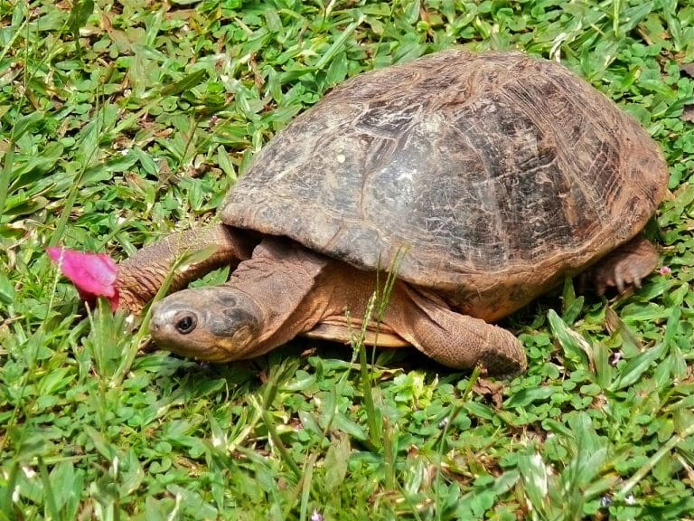 Pelomedusa barbata (African Helmeted Turtle)